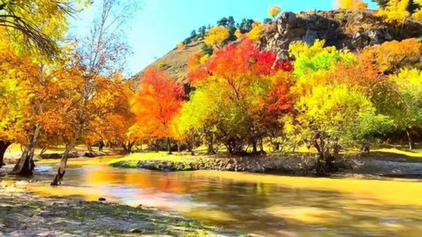 �������Ա��