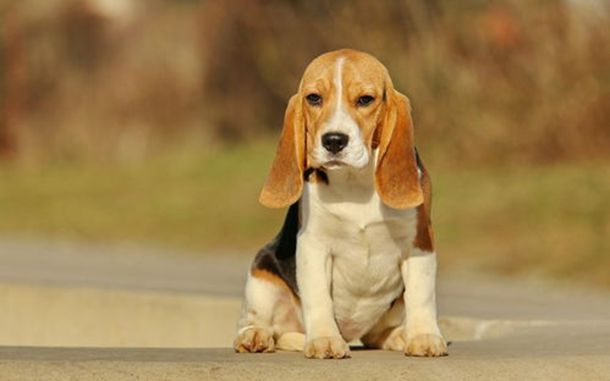 ��ñ�кʹ���Ů��