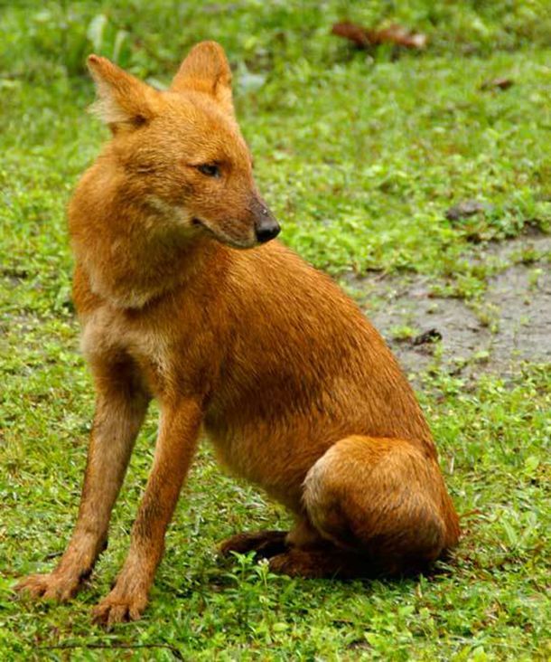 ��֪���������С�к�ɭ�ֹ�԰1